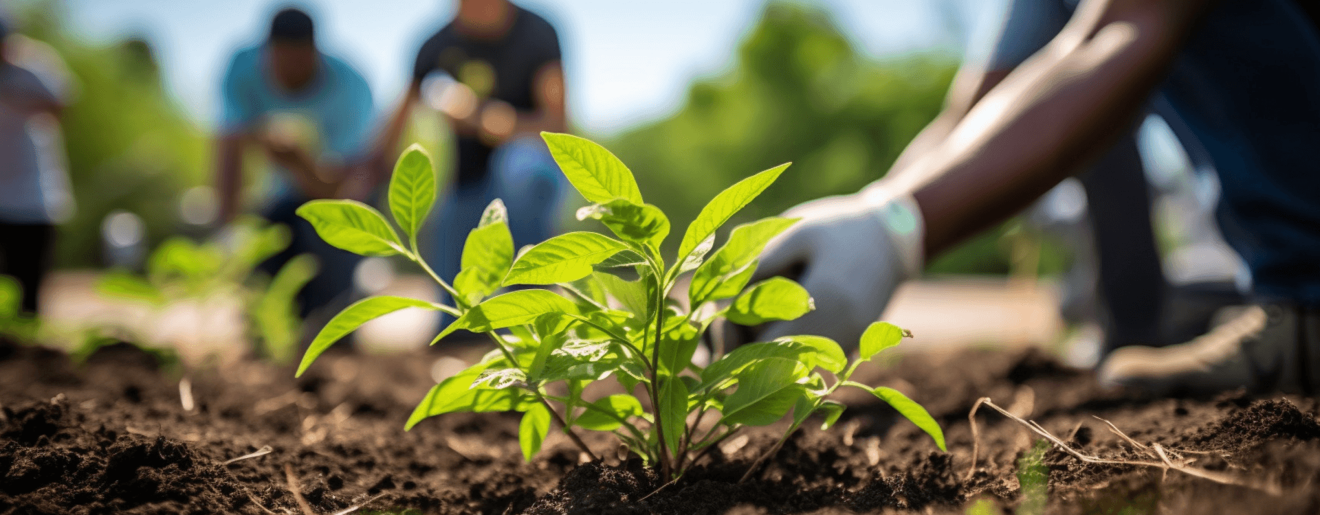 A person planting in a garden which will regenerate the ecosystem.